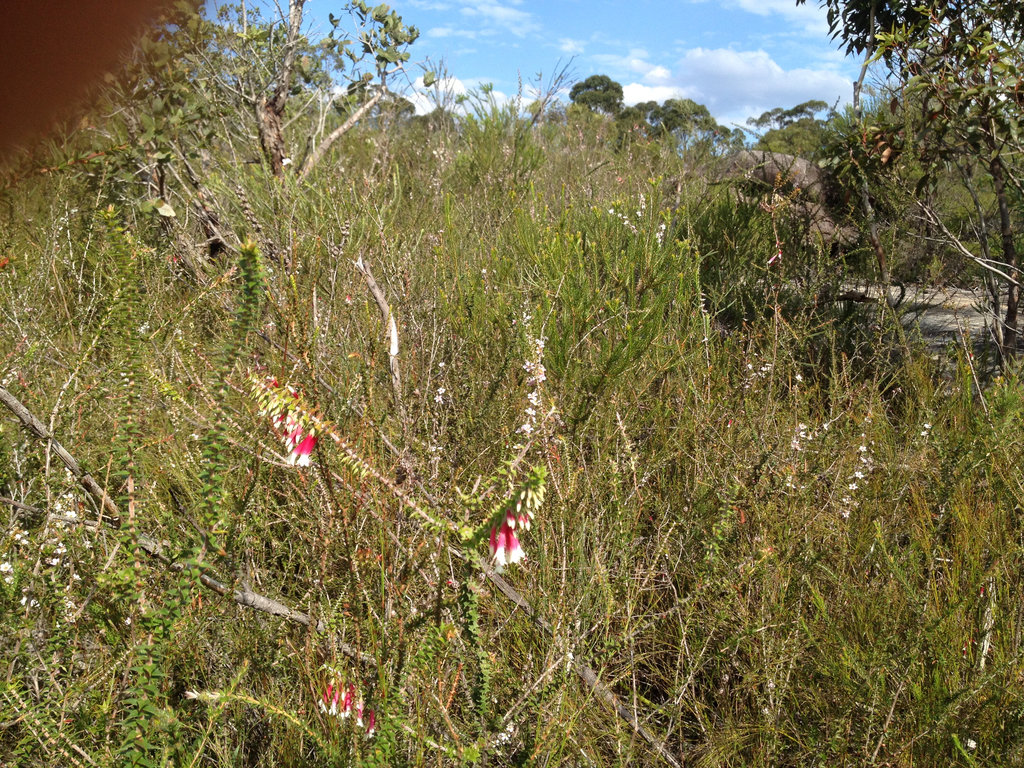 Wildflowers