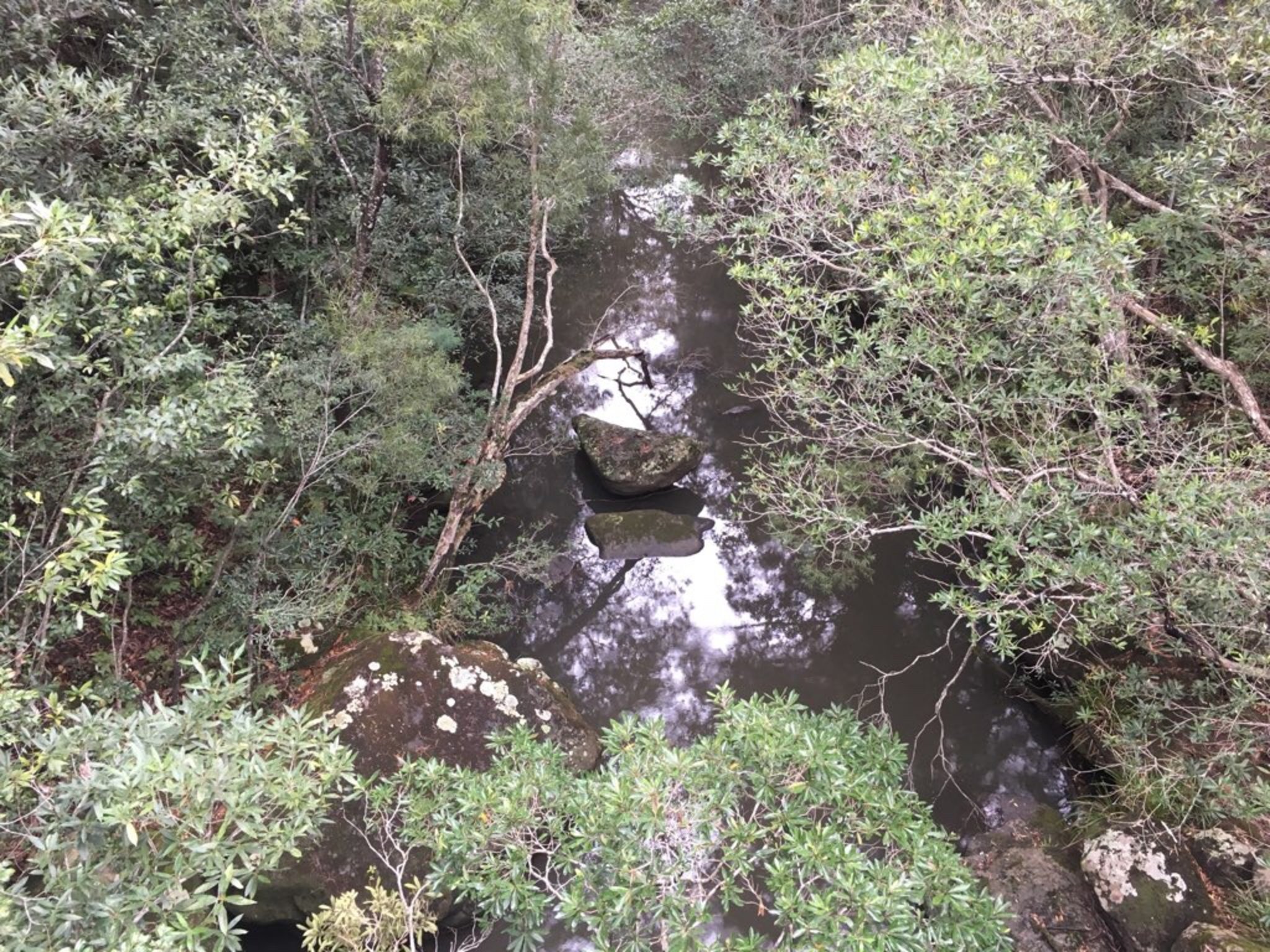 Bomaderry Creek Reserve Walking Track
