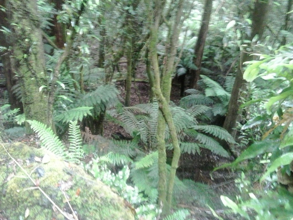 Westmorland Falls walking track.