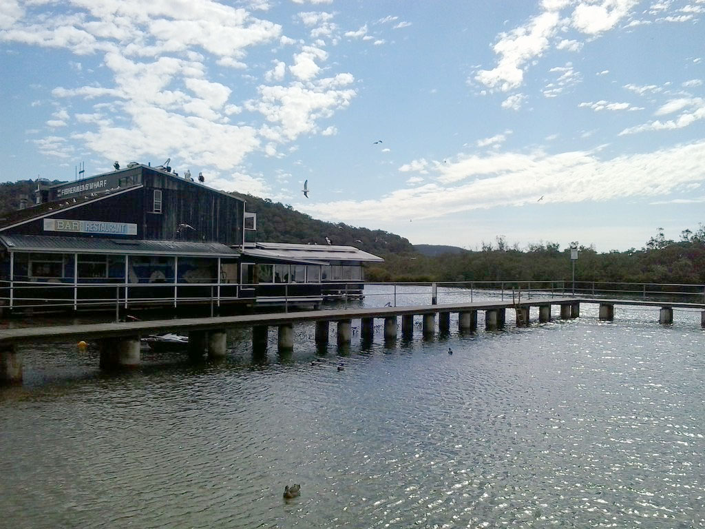 Pelicans on the roof