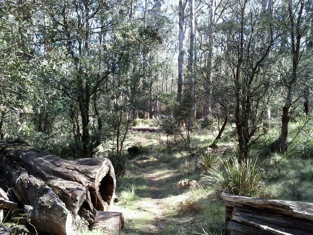 Tea Tree Woodland