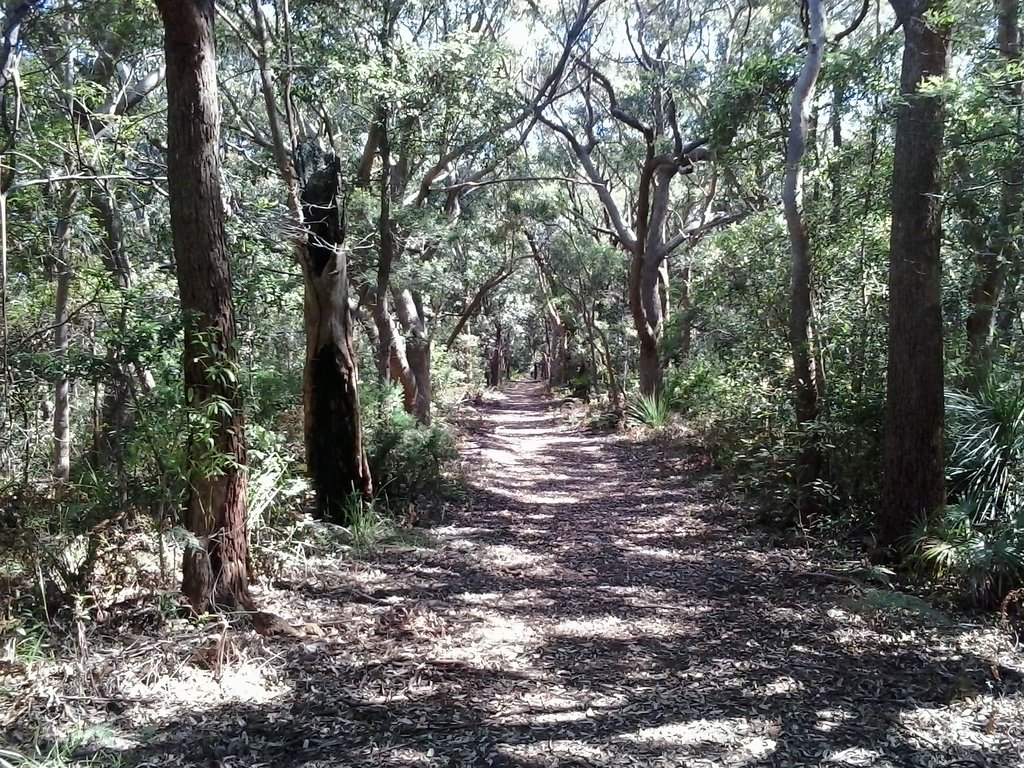 Lovely Leafy Lane