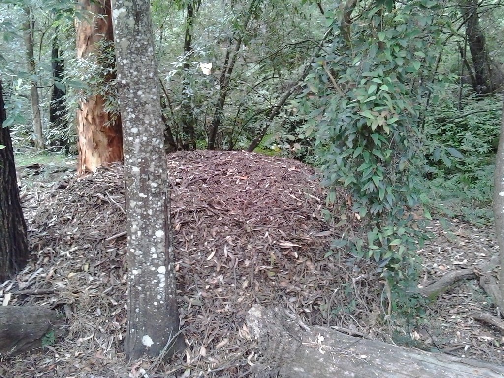 Bush Turkey Nest