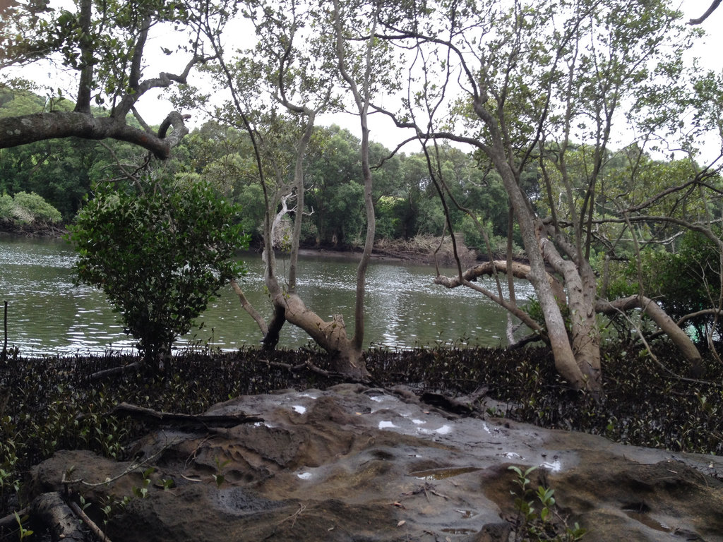 Typical View at Low Tide