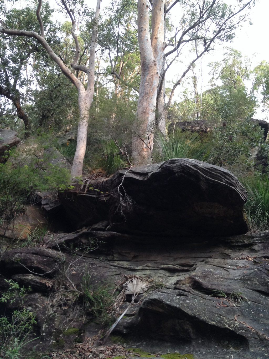 Rocks and Trees