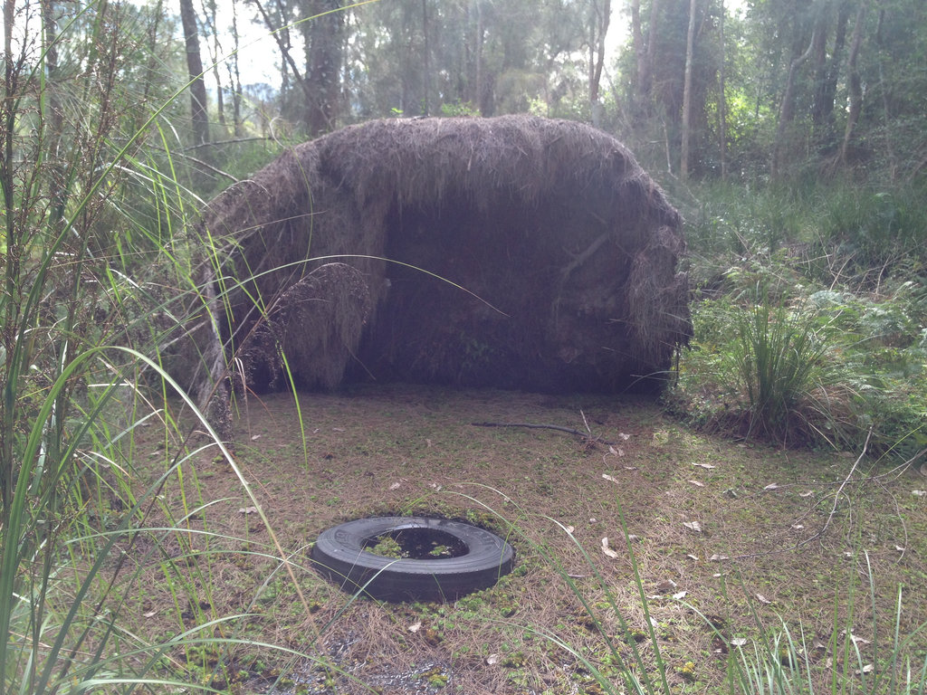 Tree Down