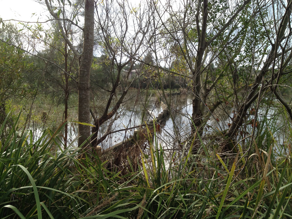 Spot the Spoonbill