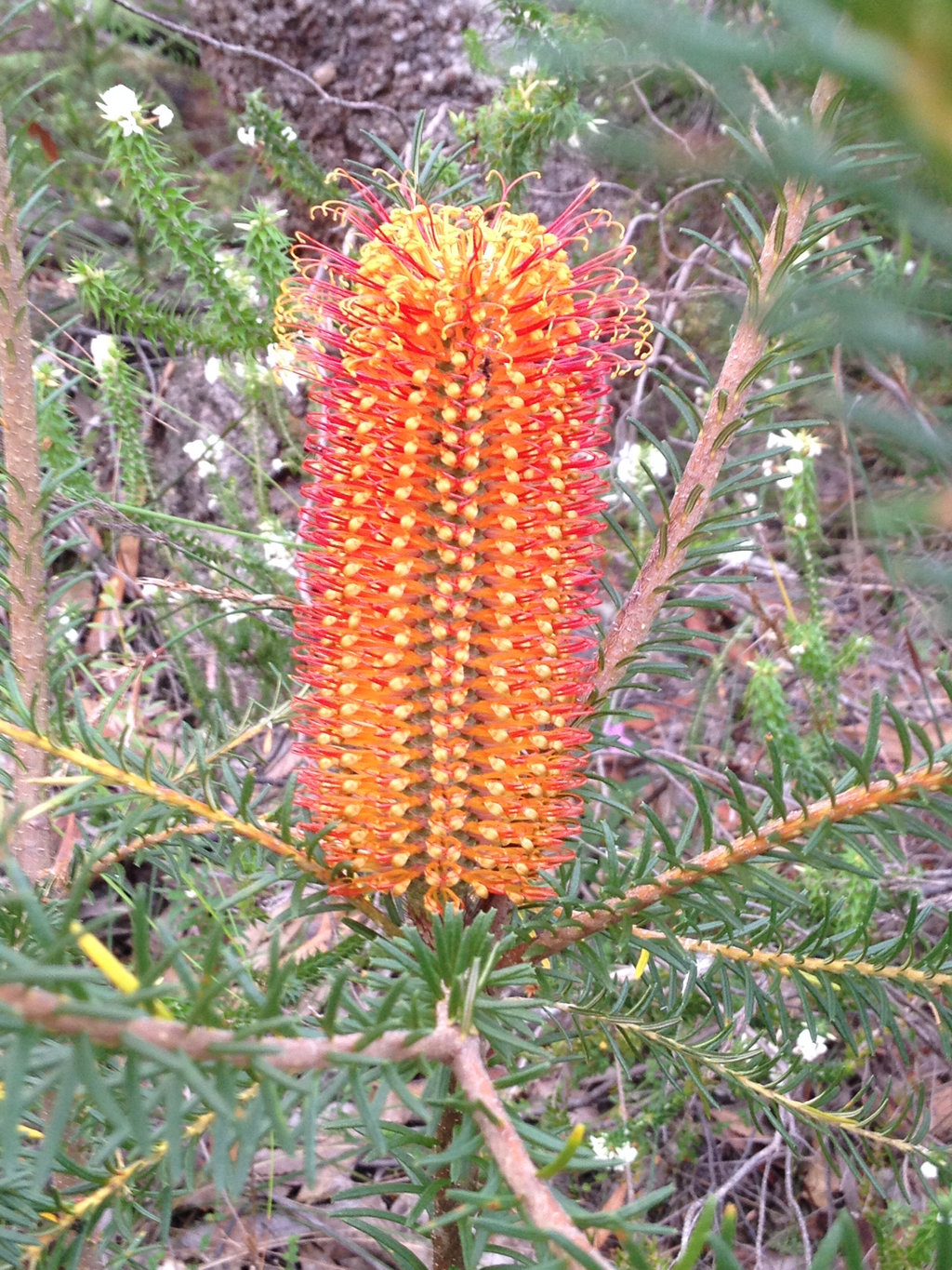 Beautiful Bottlebrush