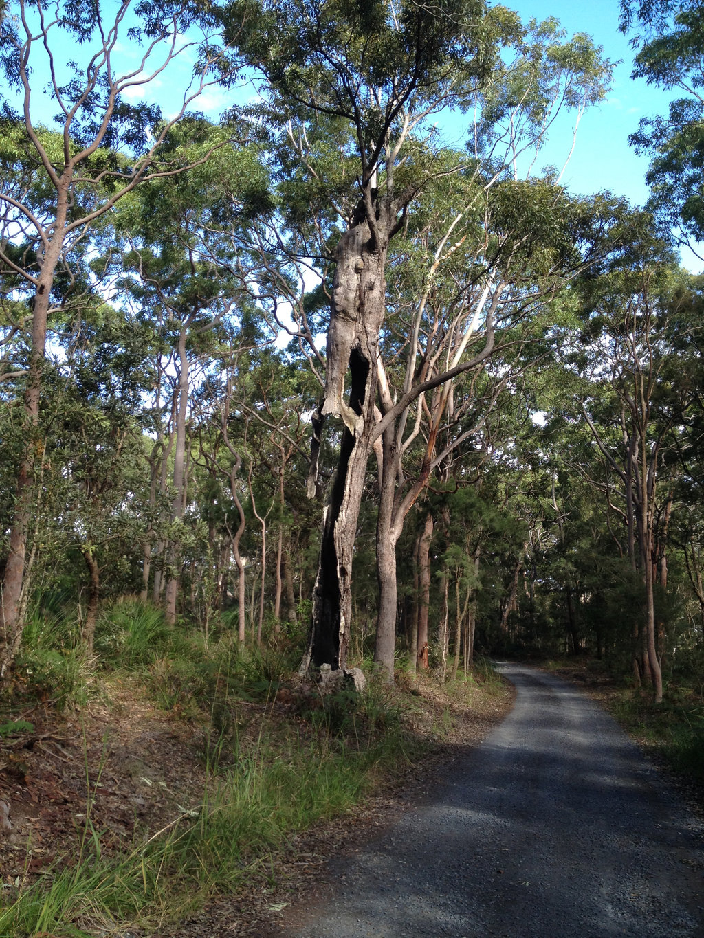 Zombie Tree