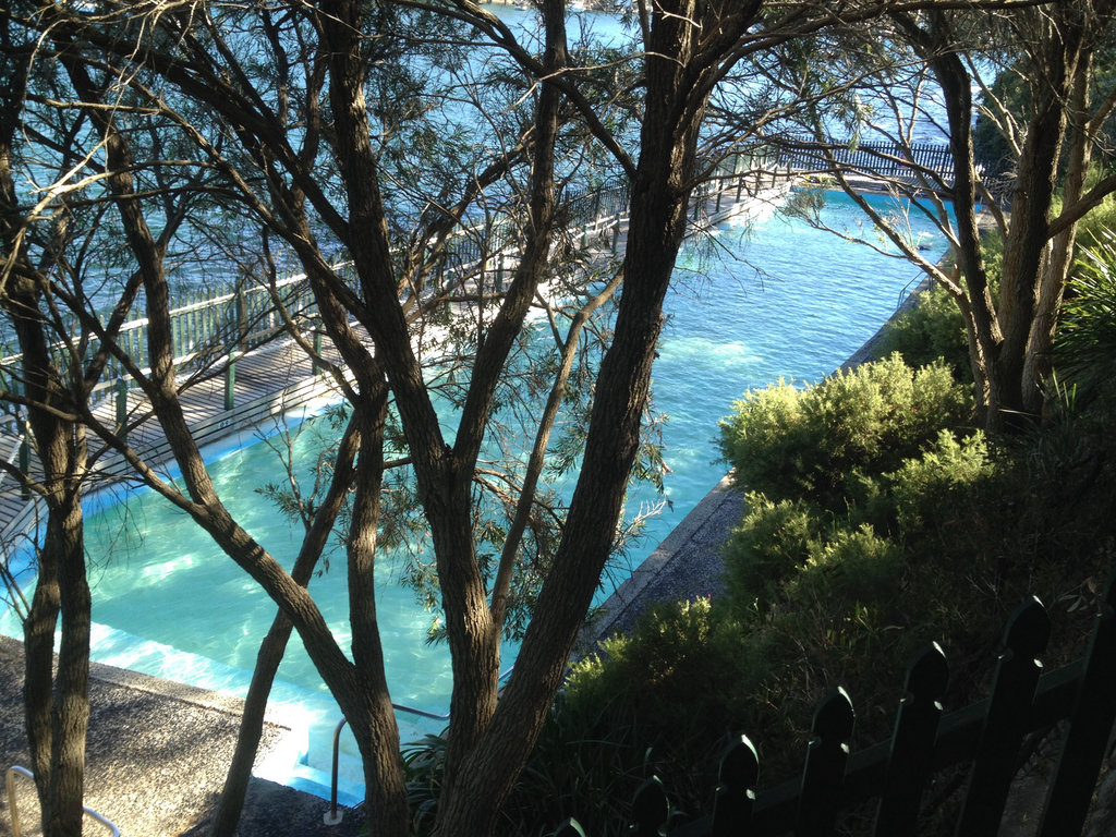 Shark Free Harbour Swim