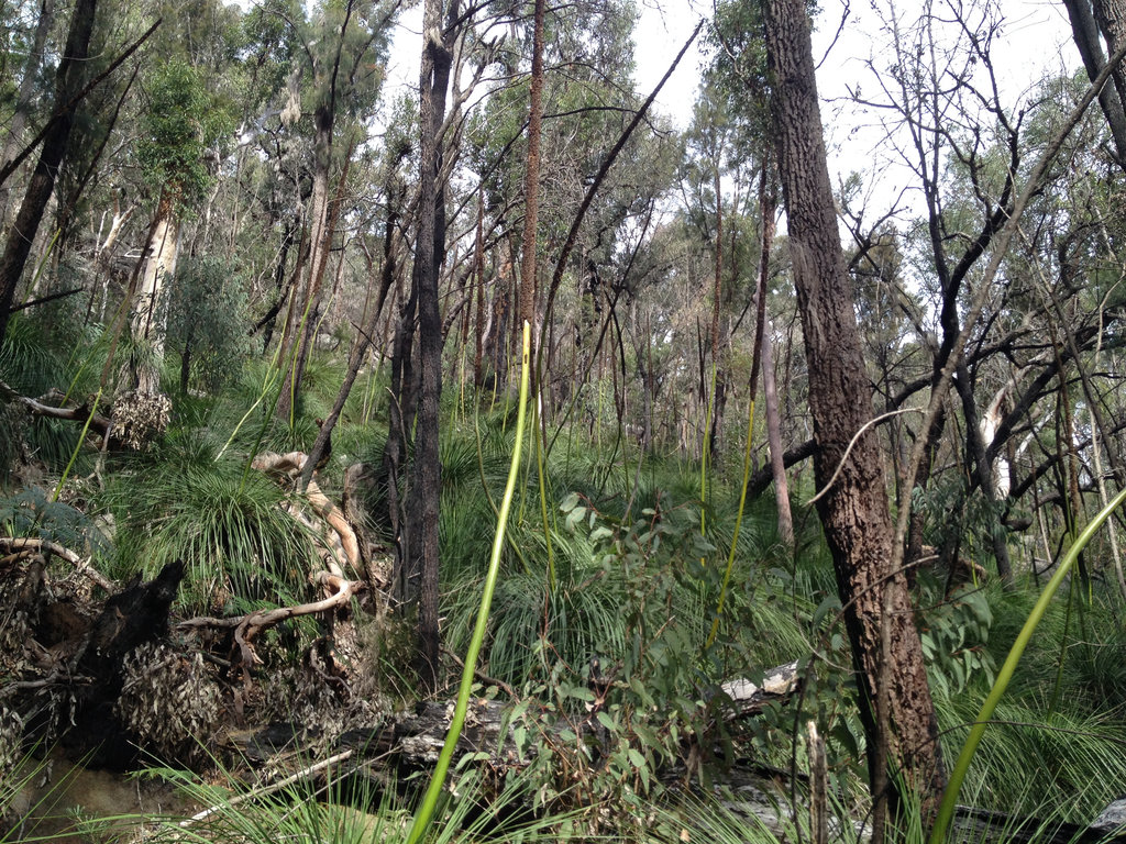 Berowra Creek from Crosslands