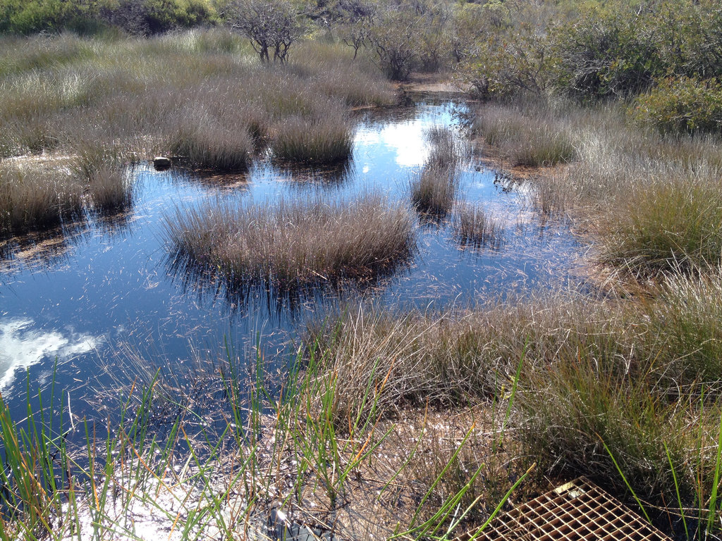 The Hanging Swamp