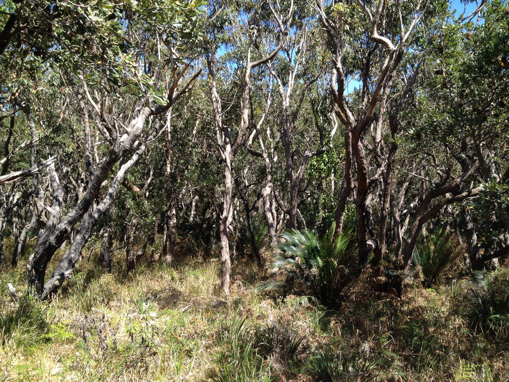 Return via the Bush track.