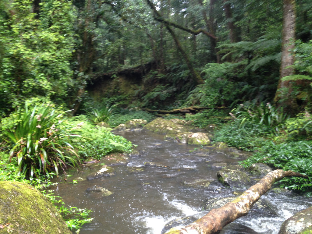 Border Ranges Brindle Creek Track