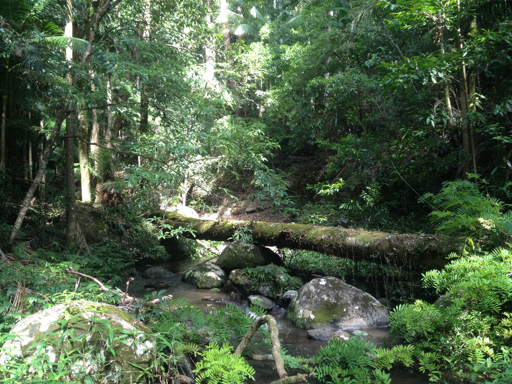 Border Ranges National Park Rain Forest Walk