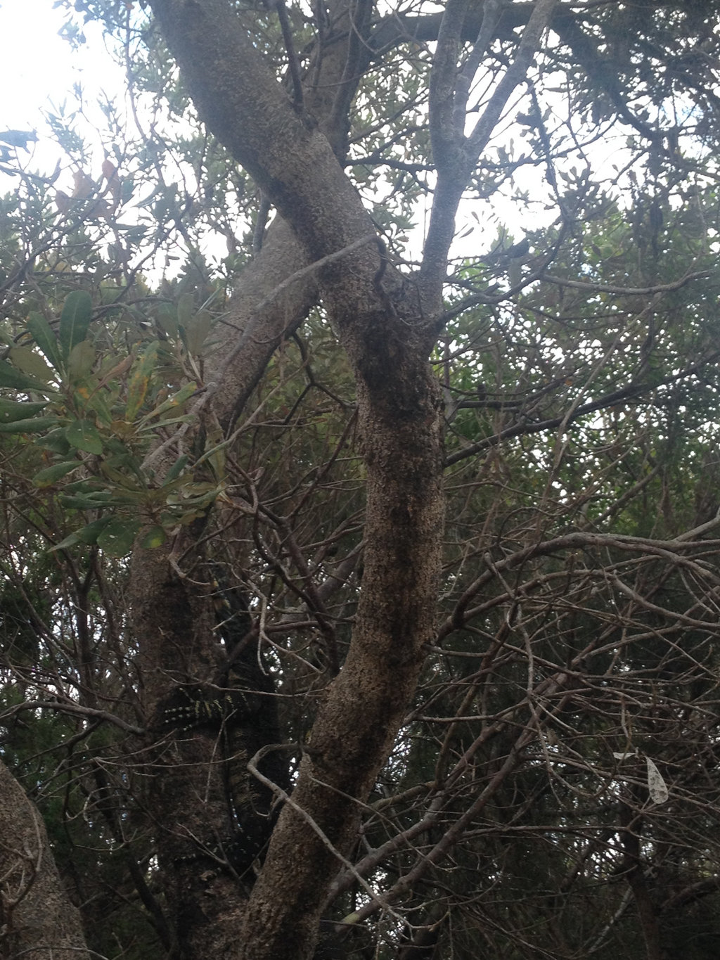 Goanna in a Tree