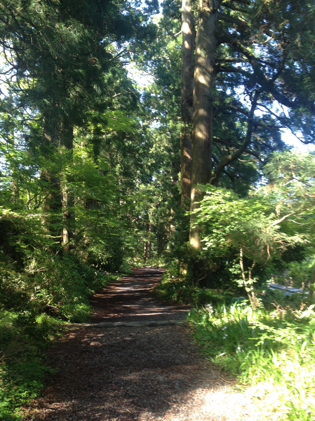 Avenue of cedars.