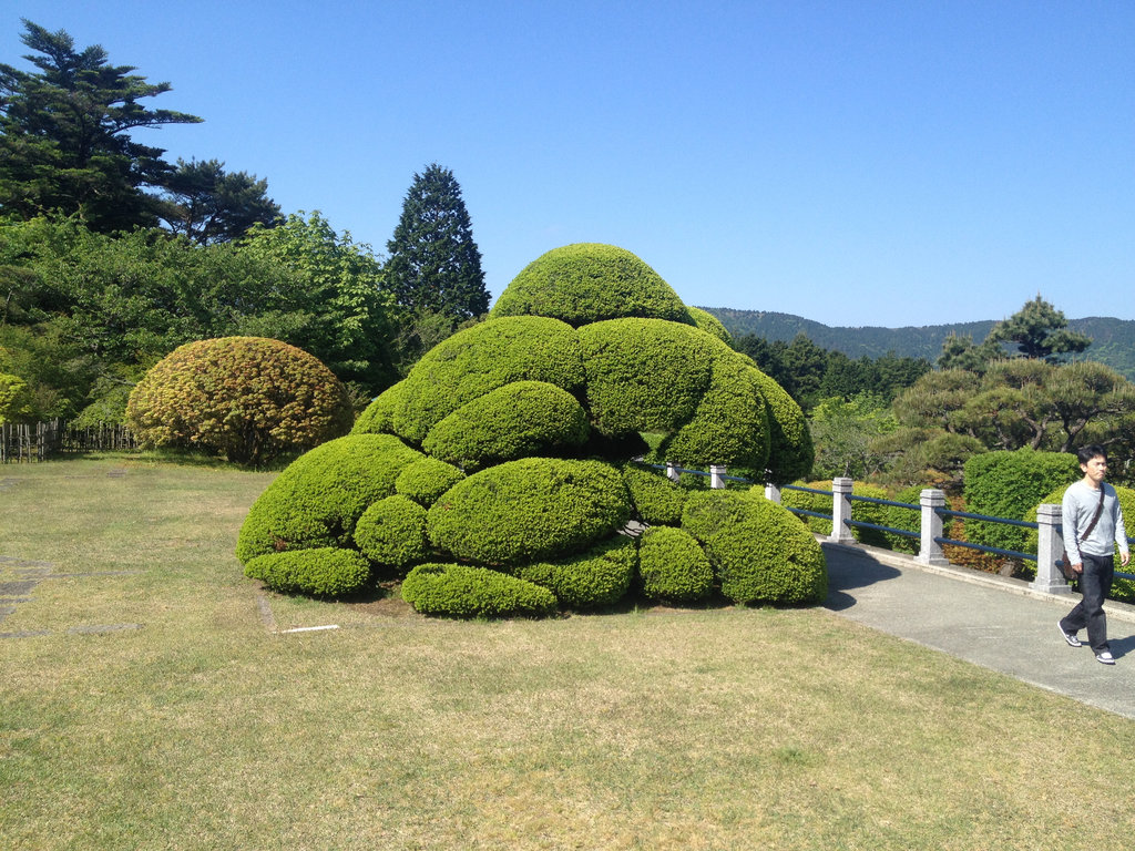 Tip Top Topiary 