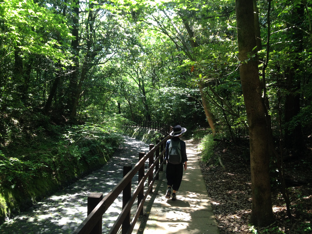 Lovely Shady Walkway