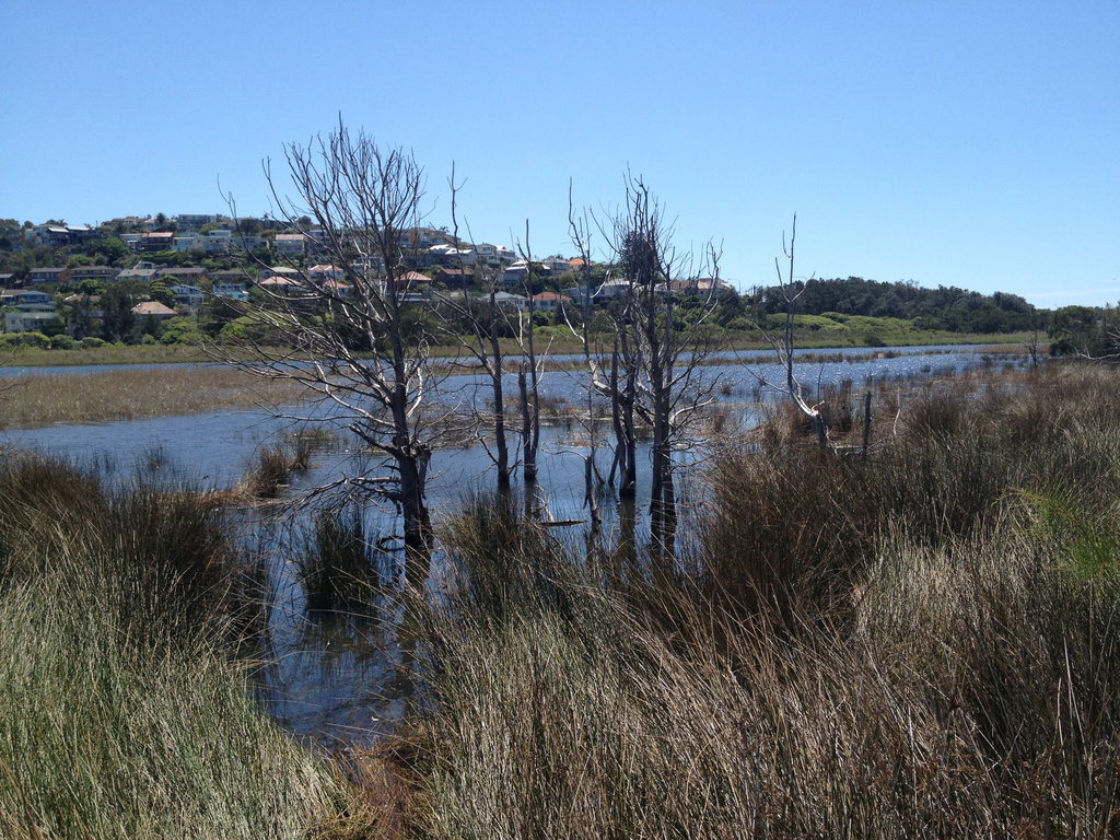 Dee Why Lagoon