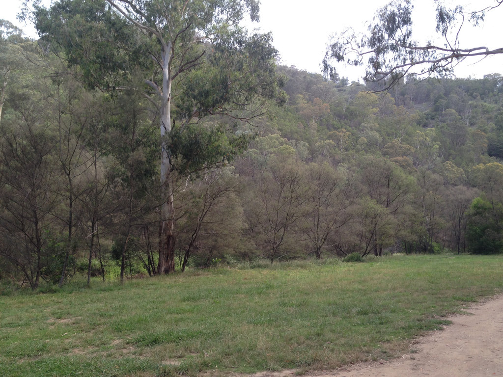 Nice flat campsite area.