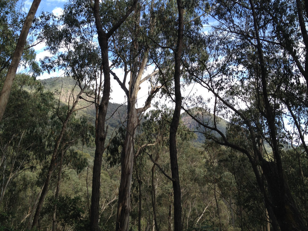 Hinces Creek Walking Track