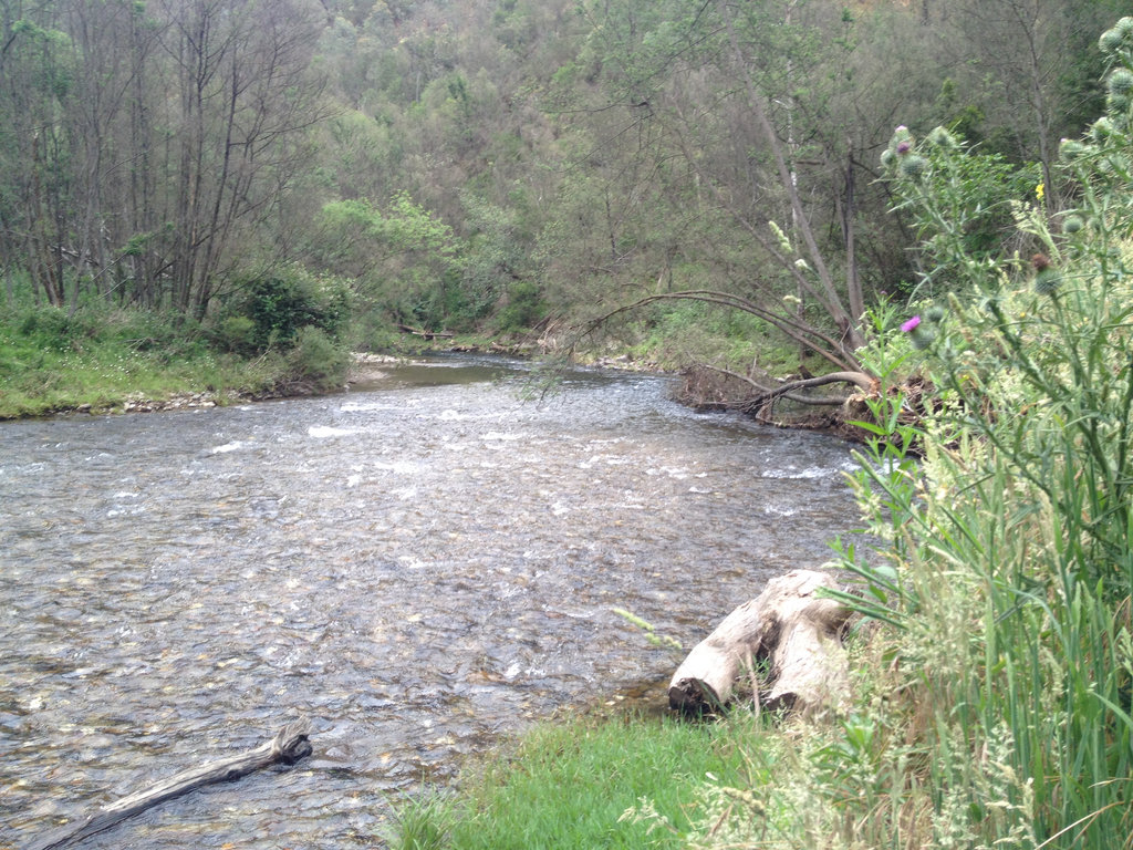 Dargo River - Italian Flat