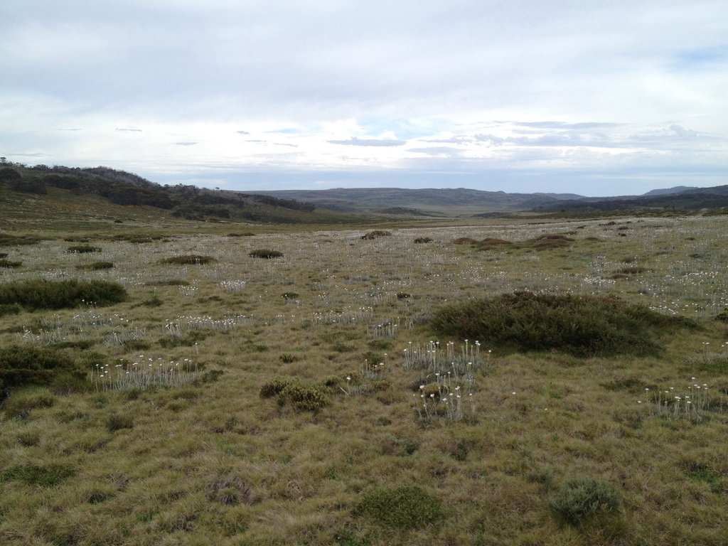 Alpine Meadows