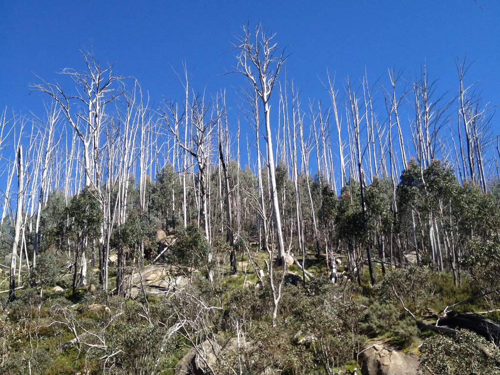 Dead Trees