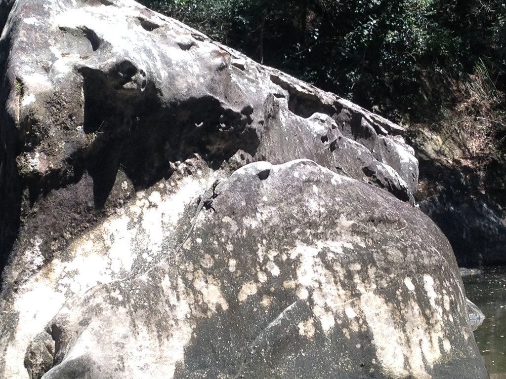 Water Dragon on a Rock