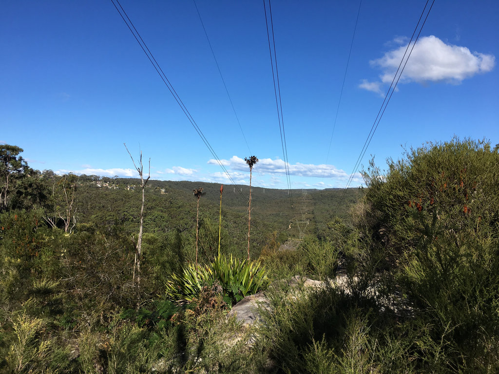 Pest Power Lines