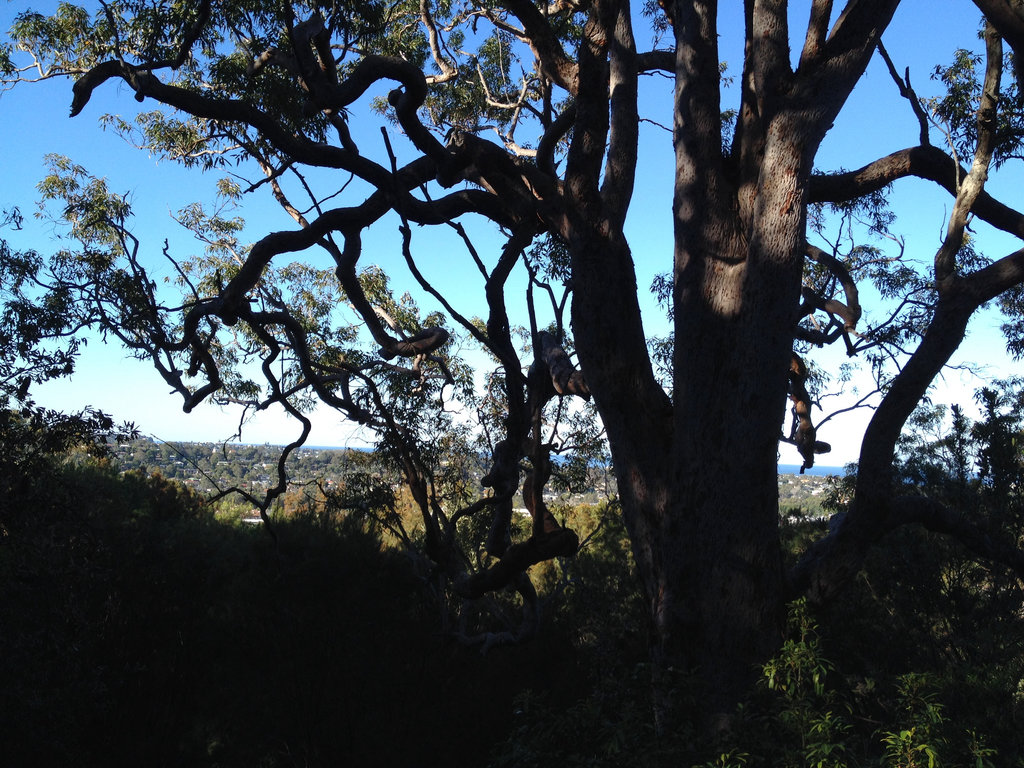 Ingleside Chase Reserve