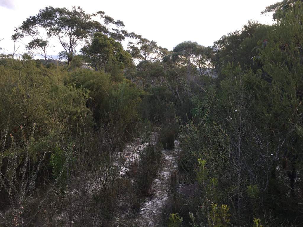 Central Track to Smiths Creek