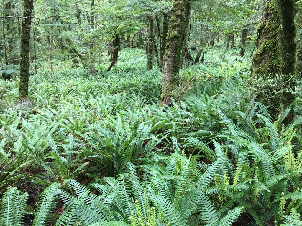 Monowai Tracks