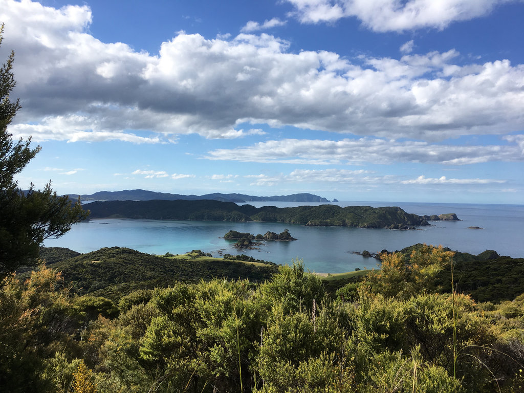 Puriri Bay 1