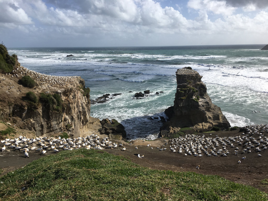 Muriwai Beach