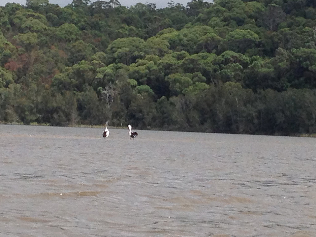 Narrabeen Lake