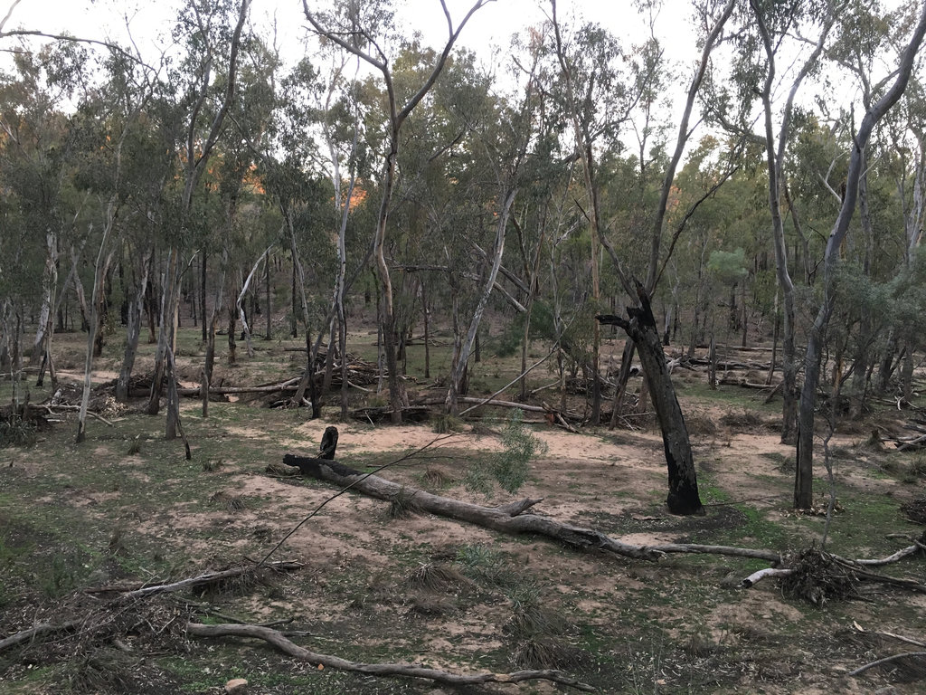 Bush Fire Recovery