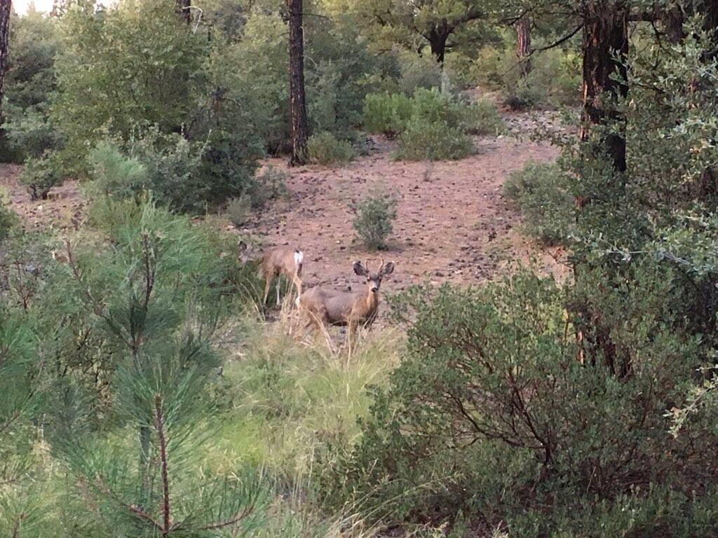 Hilltop Campste Prescott Forest