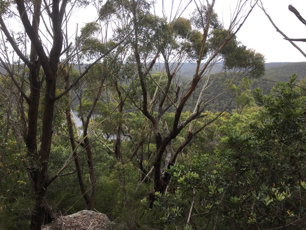 Lookouts Near Cottage Point