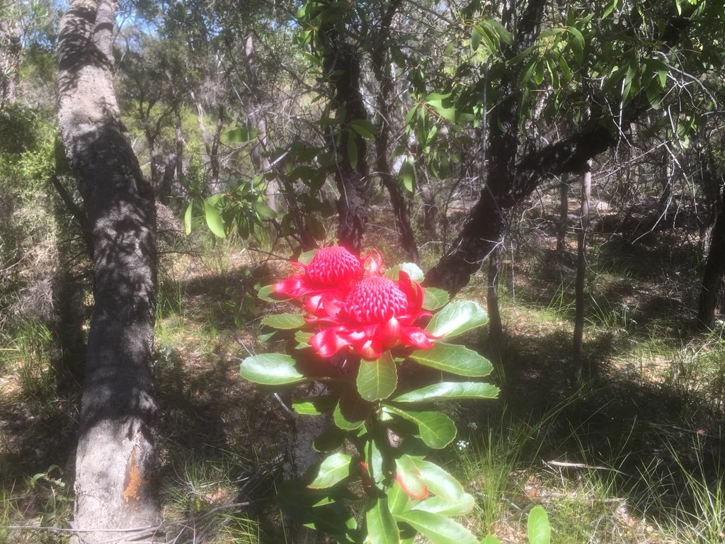 Waratah Walk