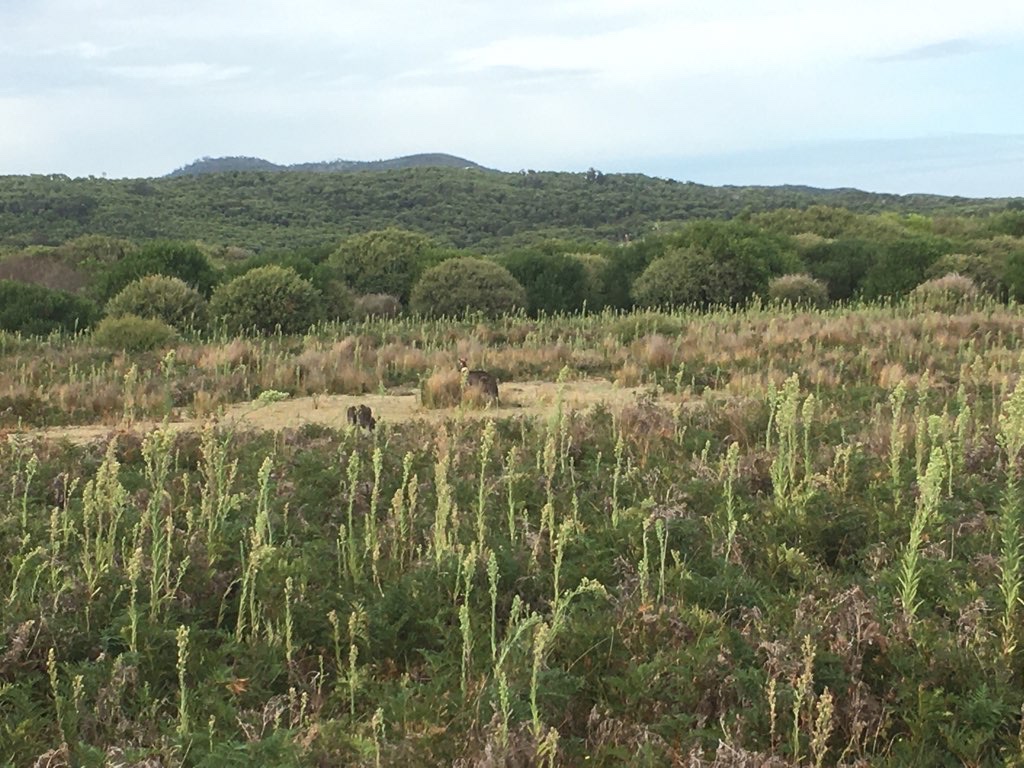 wildlife walk