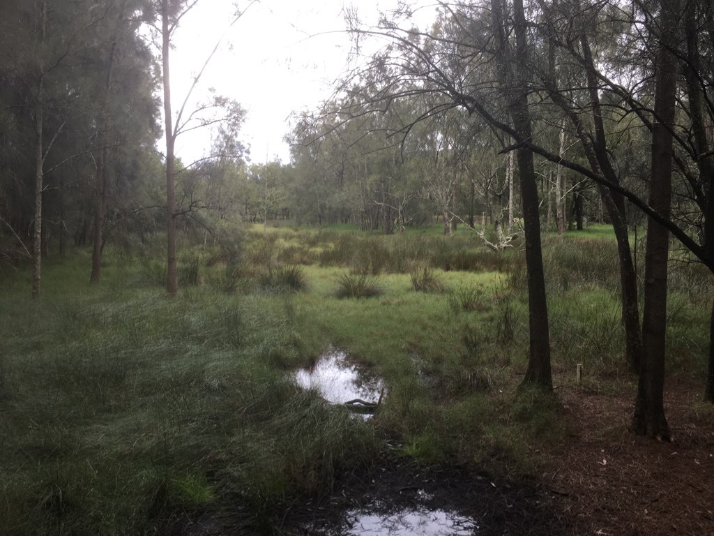 Lane Cove Loop