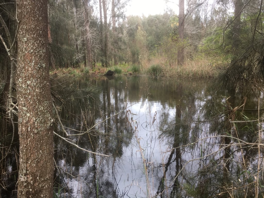 Warriewood Wandering Wetland