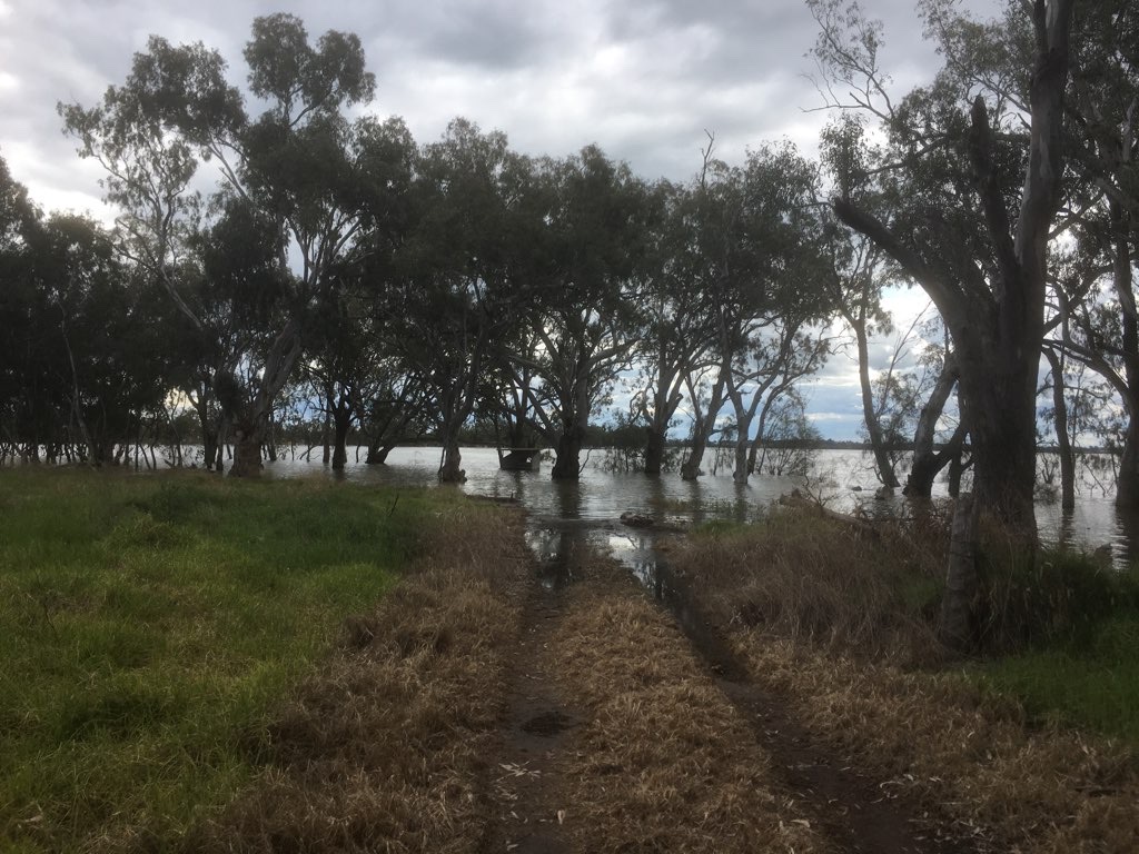 Lake Cargelligo Short stroll