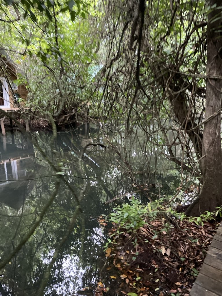 Jungle Walk