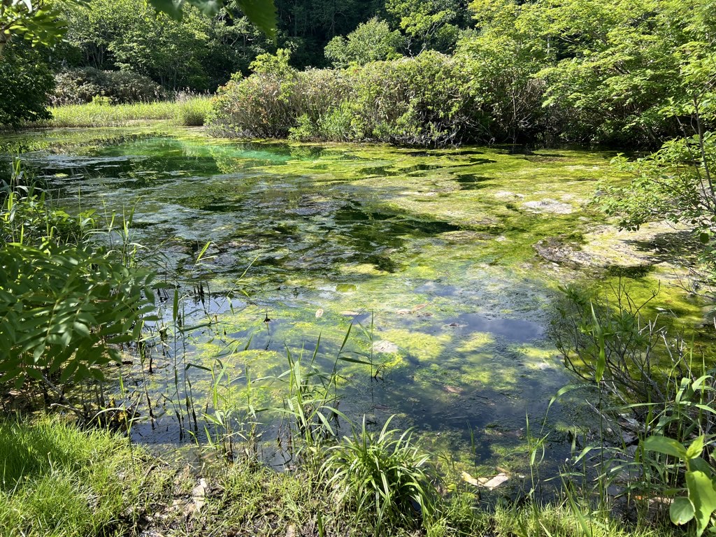 Tashirotai Marshland