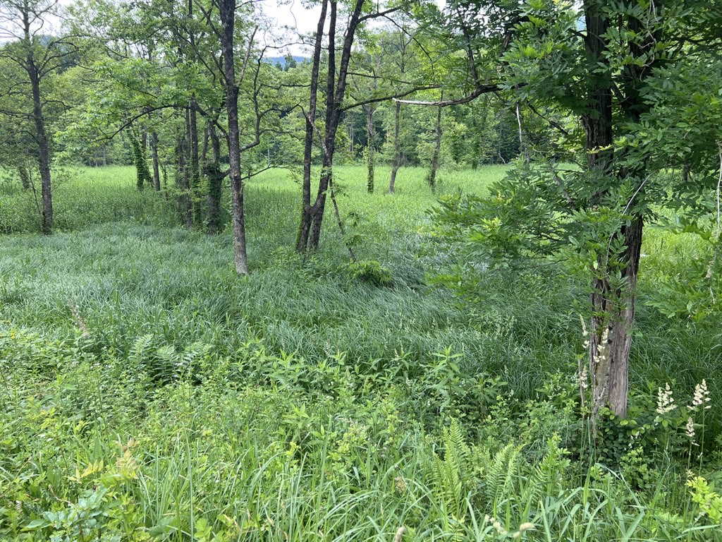 Marsh Walk