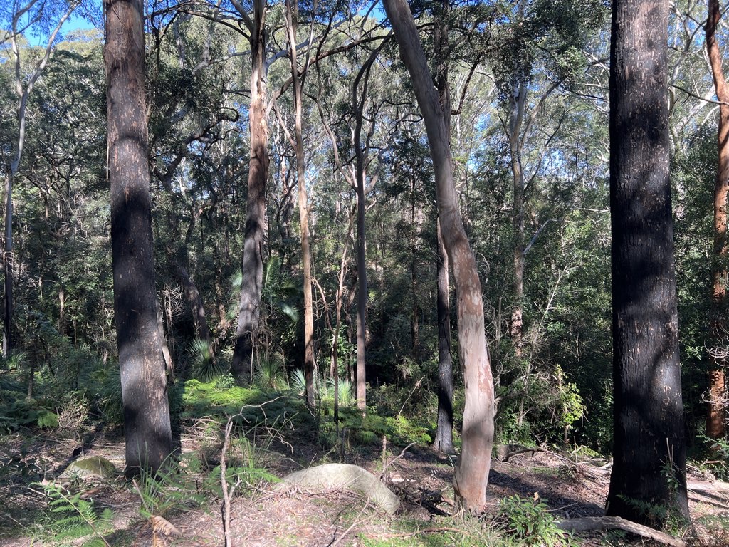 Sheldon Forest