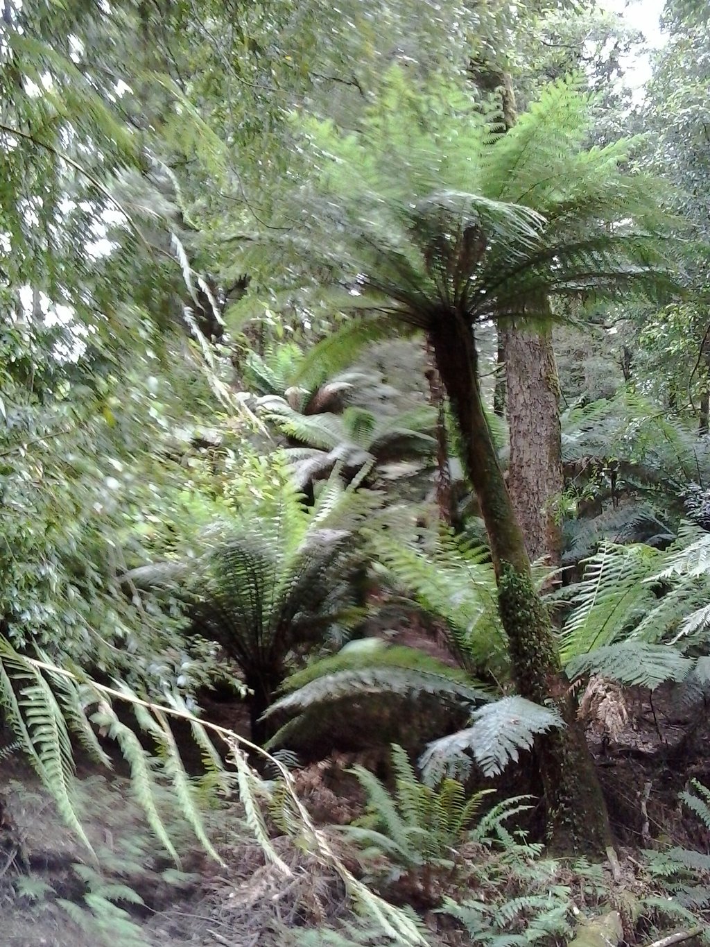 Fabulous Ferns